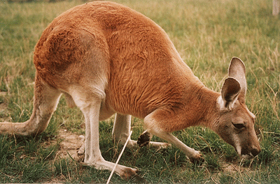 Kangaroo 1 Oz strieborná